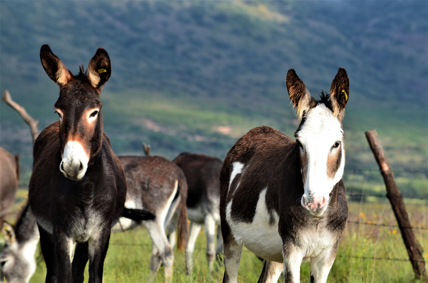 Conservación del Burro